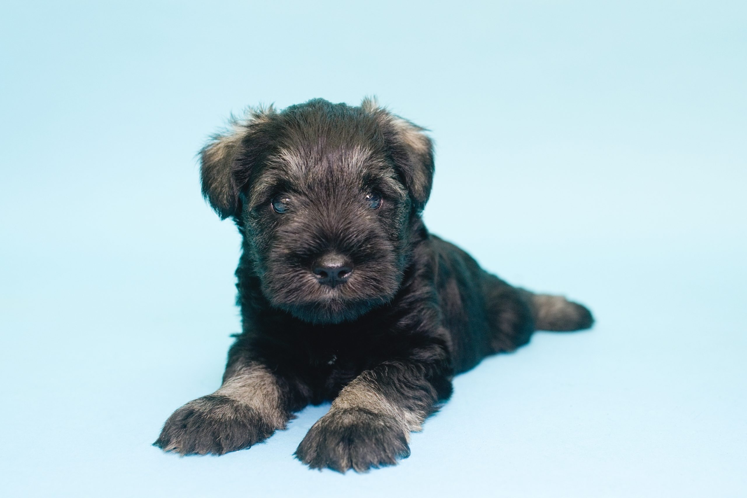 Rainbow Paws | Norwich Based Kennel Club Assured Breeder